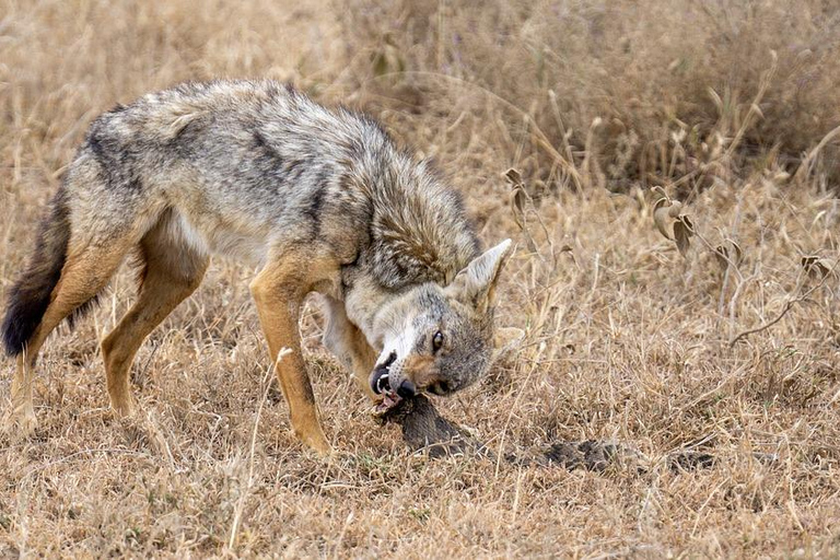 Excursión de un día: Zanzíbar a Selous/ Parque Nacional Nyerere