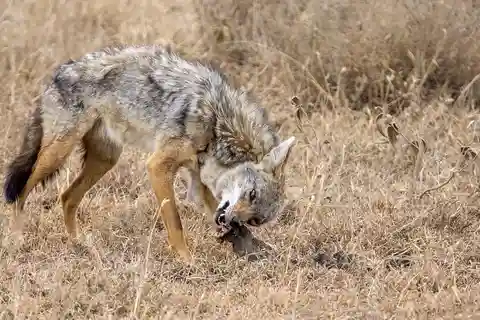 Cheap Tanzania safari: 2 Days Selous from zanzibar