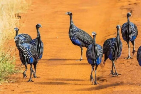 2 days 1 night saltlick safari from Diani/Mombasa.