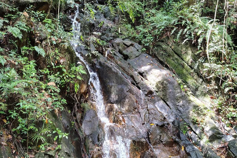 From Colombo/Kalutara: Full-Day Sinharaja Guided Eco Trek