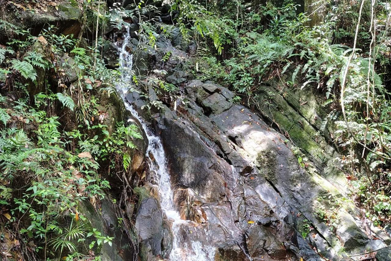 From Colombo/Kalutara: Full-Day Sinharaja Guided Eco Trek