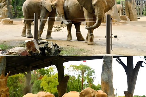 Shanghai Wildlife Park Panda & Predator Feeding Tour