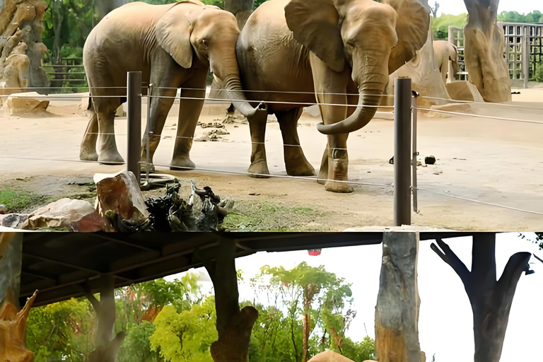 Shanghai Wildlife Park Panda & Predator Feeding Tour