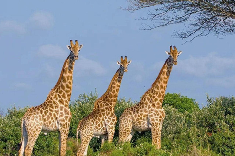 Safari privato di 1 giorno ad Akagera con prelievo e pranzo.Safari privato di 1 giorno nell&#039;Akagera con prelievo e pranzo.