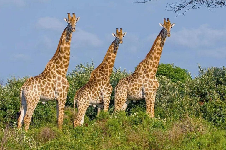 Private 1 Day Akagera Safari with Pick-up and Lunch. Private 1 day Akagera safari with pick up and lunch.