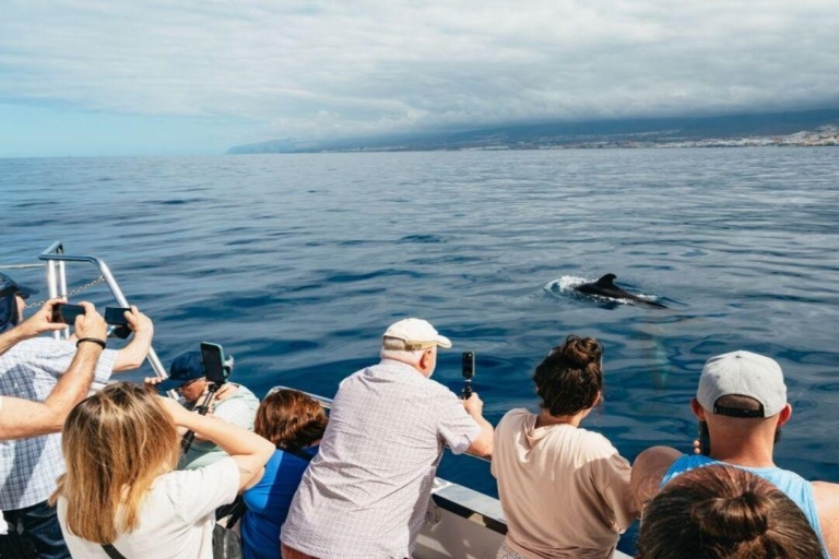 Los Cristianos: Zonsondergang tour ecojacht walvissen kijkenLos Cristianos: zonsondergang ecojacht walvissen kijken
