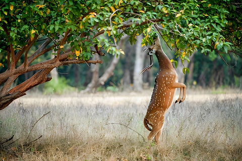 Z Jaipur: 2 dni Ranthambore Tiger Safari Tour samochodemTylko prywatny transport AC i przewodnik turystyczny