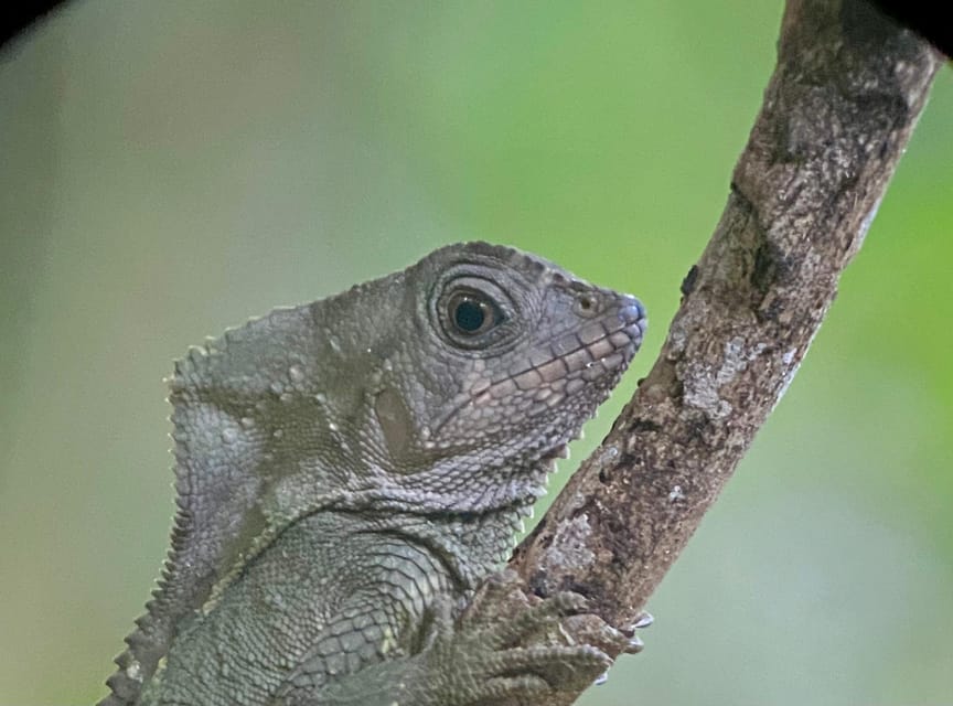 Manuel Antonio Park Naturalist Guided Tour GetYourGuide