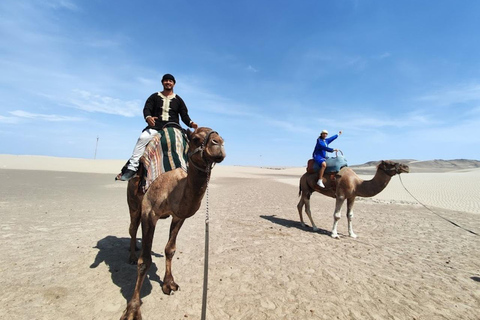 Lima: Ica Camel ride + Huacachina + "Adventure in the Desert" pool Lima: Ica Camel Ride + Huacachina + Swimming Pool "Adventure in the Desert"
