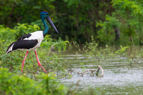 From Tangalle/Hiriketiya: Shuttle to Ella with Yala Safari