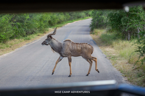 Kruger Park: Big Five Photography Expedition from Maputo