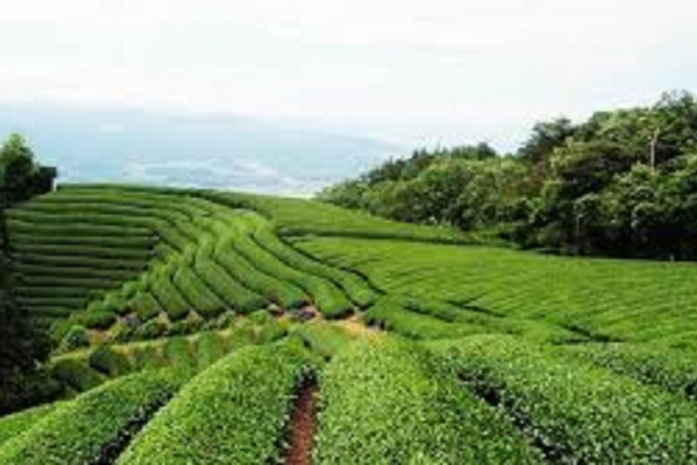 Wazuka: Tea Picking Experience with Matcha Tea Tasting