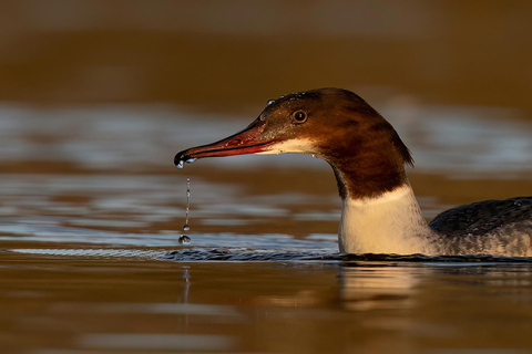 Atelier de photographie animalière pour débutantsAtelier de groupe pour débutants en photographie de la faune et de la flore