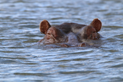 7 Days Highlight Of Kenya Urban &amp; Bush Safari