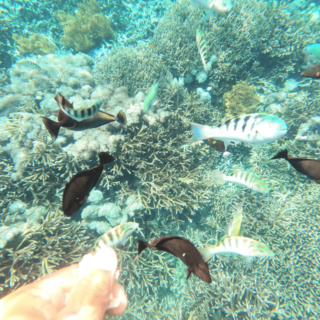 Au D Part De Sanur Excursion D Une Journ E En Bateau Priv Nusa