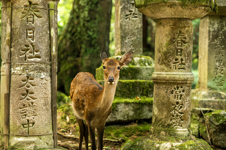 Osaka/Kyoto: Arashiyama, Nara Park & Fushimi Inari Day Tour Kyoto Departure: Private Sightseeing Tours