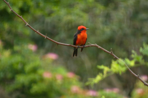 Palomino: Guided Birdwatching Tour with Hotel Pickup