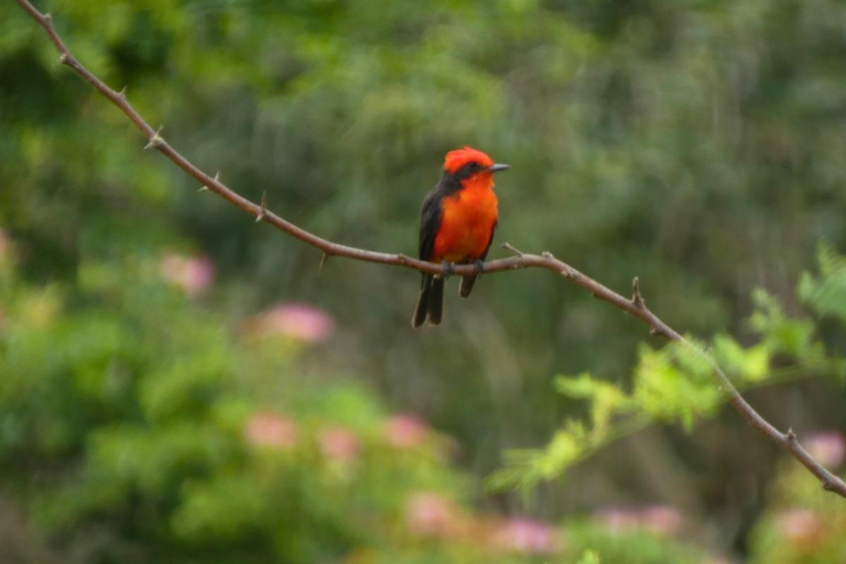 Palomino: Guided Birdwatching Tour with Hotel Pickup