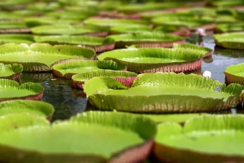 Tour del Nord, Giardino Botanico, Museo dello Zucchero, Degustazione di Rum