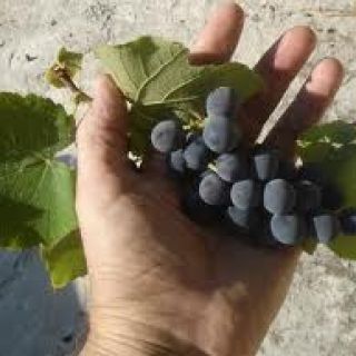 Korfu: Privater Landausflug mit Weinverkostung
