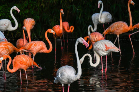 Shanghai Wild Animal Park: Safari Adventure Entry Pass Shanghai Wild Animal Park Full-Day Ticket