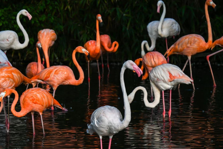 Shanghai Wild Animal Park: Safari Adventure Entry Pass Shanghai Wild Animal Park Full-Day Ticket