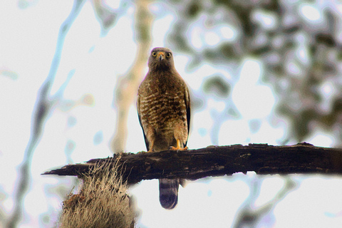 Bacalar: Calakmul Ruins Day Trip with a Stop In The Jungle