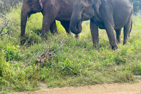 Sigiriya: Minneriya wild Jeep Safari with Free Hotel PickupMinneriya wild Jeep Safari with Free Hotel Pickup &amp; Drop-off