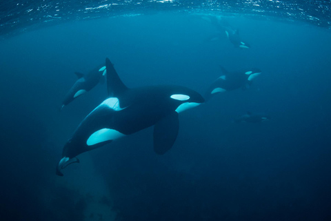 Tromsø: Observación de Orcas y Ballenas Excursión en barco climatizado confortableTromso: Excursión en barco climatizado confortable para avistar orcas y ballenas