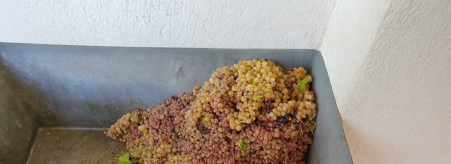 Égine : dégustation de vin privée