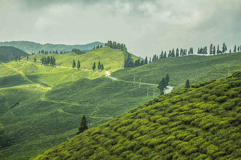 From Kathmandu: Ilam Tea Garden & Herb Discovery Tour