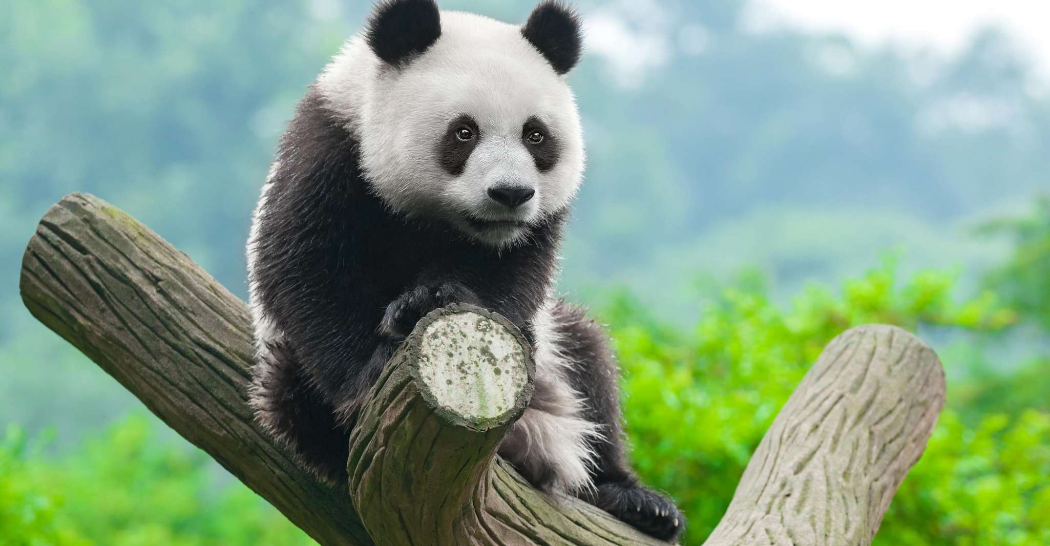 Chengdu Panda Breeding Center tour option panda keeper - Housity