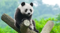 Chengdu Panda Breeding Center tour option panda keeper - Housity