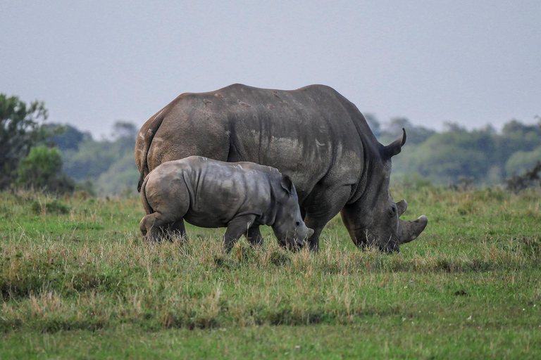 "Day Trip to Ol Pejeta: Wildlife & Picnic Lunch Adventure" olpajeta daytrip