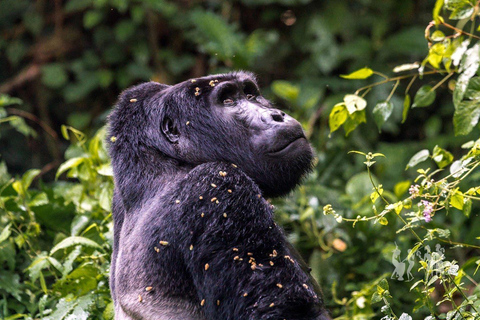 16 dagar Ugandan Odyssey-lyxiga lodger, gorilla och schimpanser