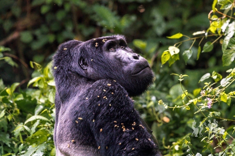 Ugandan Odyssey-luxury lodges, gorilla and chimpanzee trekk