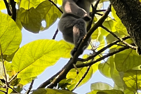 From Jakarta: 2-Day Bogor: Java Gibbon and Sunrise Tour