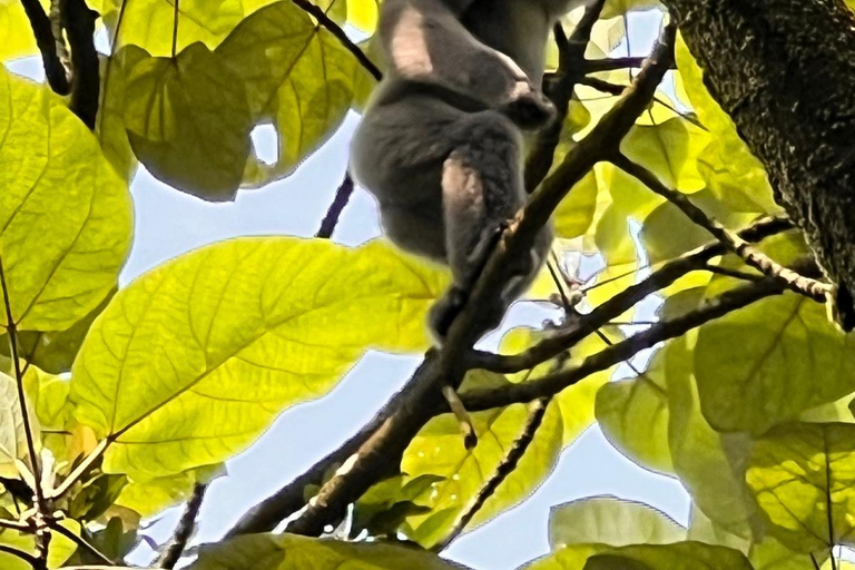From Jakarta: 2-Day Bogor: Java Gibbon and Sunrise Tour