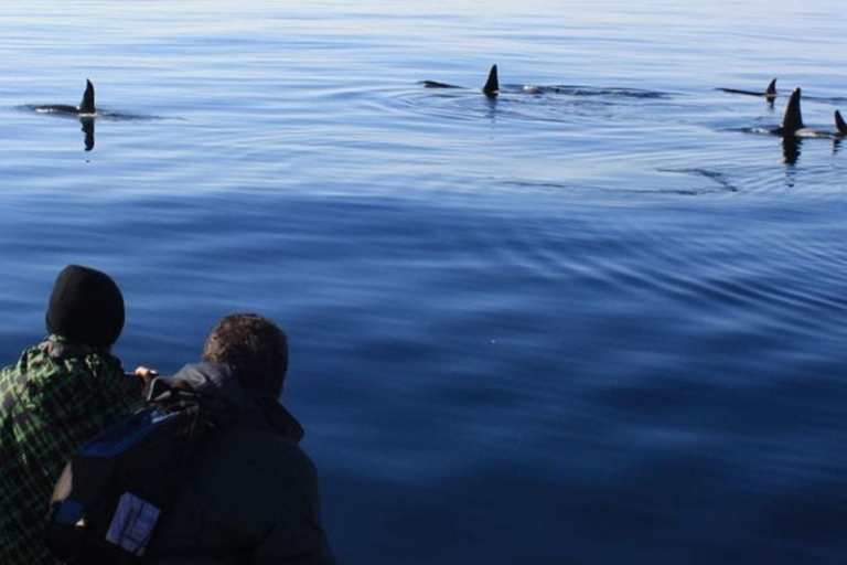 Andenes: Responsible Whale Watching with Classic Catamaran