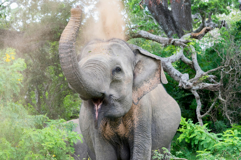 14 Days Sri Lanka Tour Itinerary with Hotels & Private Car With 4 Star Hotel