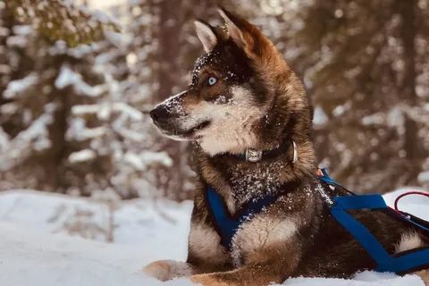 Rovaniemi: Husky Safari Tour & 6-10 km selvkørende mushing