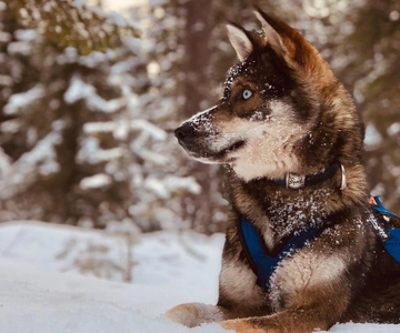 Rovaniemi: Excursión Safari con Husky y Mushing Autodirigido de 6-10 km