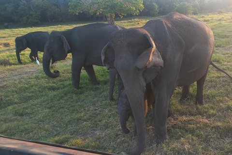 Från Dambulla: Minneriya nationalpark vild jeepsafari