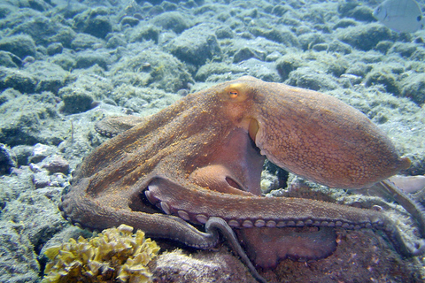 Teneriffa: Entdeckungsreise Tauchen, PADITeneriffa: 4-Stunden-Tauchgang Entdeckungsreise