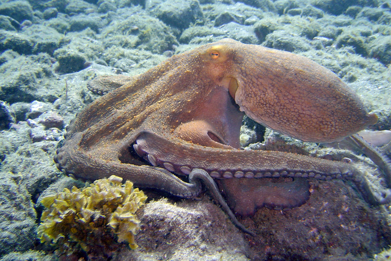 Teneriffa: Entdeckungsreise Tauchen, PADITeneriffa: 4-Stunden-Tauchgang Entdeckungsreise