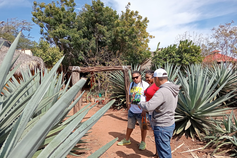 Mazatlan: Mezcal Factory Tour with Tasting and Lunch