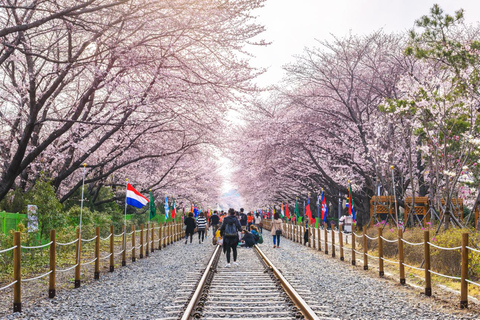 Von Busan: Jinhae Cherry Blossom Festival Tag oder Nacht TourNächtliche Jinhae Tour, Treffen am Busan Bahnhof