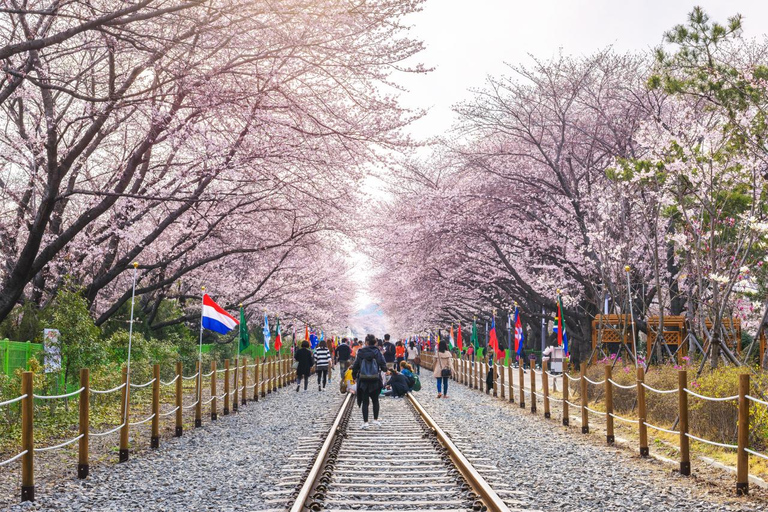 De Busan: Excursão diurna ou noturna ao Festival das Cerejeiras em Flor de JinhaePasseio noturno em Jinhae, encontro na estação Haeundae