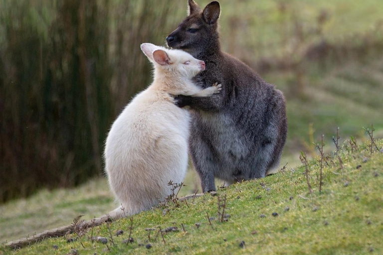 Hobart: 3-Day Bruny Island, Hobart, & Port Arthur Tour Hobart 3 Days：(TMAG/Remarkable Cave)