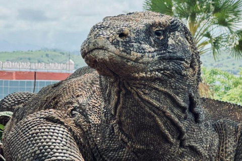 Komodo Island Shore Excursion for Cruise Ship Passengers